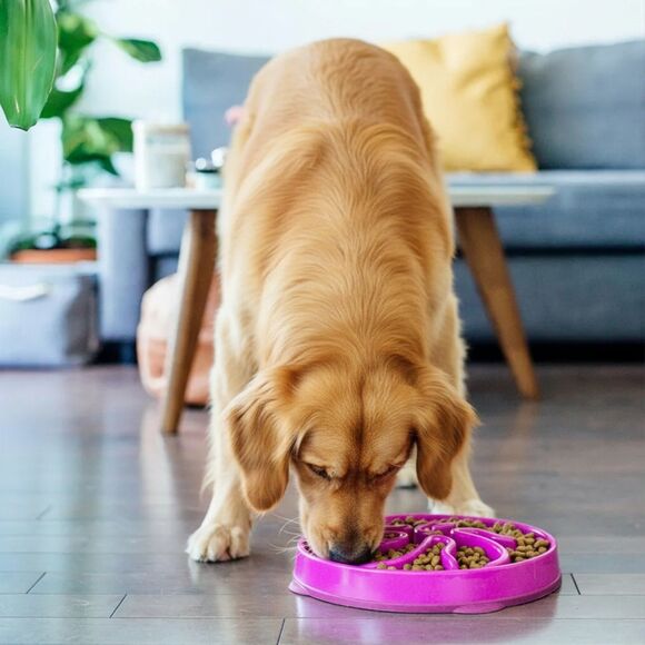 NWT Outward Hound Slo Bowl Purple LARGE Slow Feeder Anti Bloat Dog Bowl - Picture 3 of 9